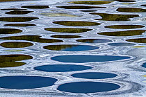 Spotted Lake, a saline endorheic alkali lake, a medicine lake for the Okanagan Syilx people, British Columbia, Canada, July.