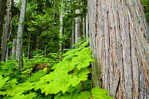 Western red cedar tree (Thuja plicata) in old growth forest,  Wells Grey Provincial Park, British Columbia, Canada. July.