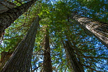 Western red cedar tree (Thuja plicata) in old growth forest, Wells Grey Provincial Park, British Columbia, Canada. July.
