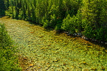 Blue River, a crystal clear river, British Columbia, Canada. July 2010.