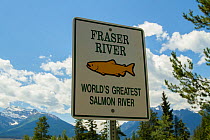 Fraser River salmon river sign, British Columbia, Canada, July.