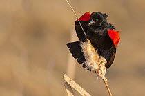 Red winged blackbird (Agelaius phoeniceus) singing, Bozeman, Montana, USA, April.