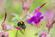 Buff tailed bumblebee  (Bombus terrestris), flying to Geranium flower, Monmouthshire, Wales, UK, May.