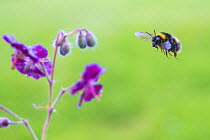 Buff tailed bumblebee (Bombus terrestris) flying to Geranium flower,  Monmouthshire, Wales, UK, May.
