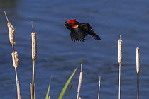 Red winged blackbird (Agelaius phoeniceus) male in flight, Montana, USA, June.