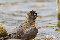 American robin (Turdus migratorius) bathing in river, Madison River, Montana, USA. May.