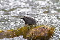 American dipper (Cinclus mexicanus) hunting in river, Madison River, Montana, USA. May.