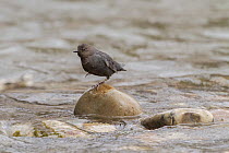 American dipper (Cinclus mexicanus) hunting in river, Madison River, Montana, USA. May.
