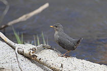 American dipper (Cinclus mexicanus) fledgling chick, Madison River, Montana, USA. May.