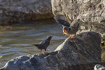 American dipper (Cinclus mexicanus) fledgling chick begging, Madison River, Montana, USA. May.