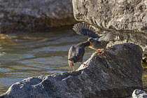 American dipper (Cinclus mexicanus) mother feeding fledgling chick, Madison River, Montana, USA. May.