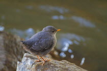 American dipper (Cinclus mexicanus) fledgling chick, Madison River, Montana, USA. May.