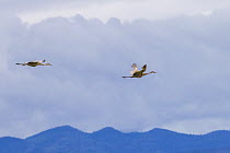 Sandhill crane (Antigone canadensis) in flight, Montana, USA, June.