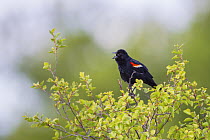 Red winged blackbird (Agelaius phoeniceus) male singing, Bozeman, Montana, USA. June.