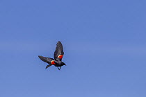 Red Winged blackbird (Agelaius phoeniceus) male in flight Montana, USA, June.