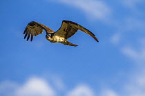 Osprey (Pandion haliaetus) in flight, Bozeman, Montana, USA, July.