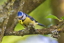Blue tit (Cyanistes caeruleus) carrying insect prey to nest, Monmouthshire, Wales, UK. May.