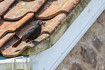 Blackbird (Turdus merula) sign, bringing Earthworm (Lumbricus terrestris) prey to nest,  Monmouthshire, Wales UK, May.