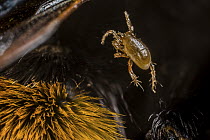 Bumblebee mite (Parasitus fucorum) on Garden bumblebee (Bombus hortorum) hair, Monmouthshire, Wales, UK. April.