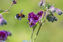 Tree bumblebee (Bombus hypnorum) dark form, worker bee, flying to hardy geranium flower, Monmouthshire, Wales, UK, May.