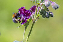 Tree bumblebee (Bombus hypnorum) dark form, worker bee, feeding on hardy geranium flower, Monmouthshire, Wales, UK, May.