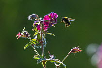 Early bumblebee (Bombus pratorum) flying to feed on hardy geranium flower, Monmouthshire, Wales, UK. May.