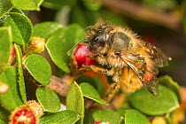Red mason bee (Osmia bicornis) female feeding on Cotoneaster flowers, (Cotoneaster sp.) Monmouthshire, Wales, UK, May.