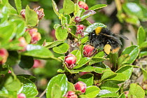 Early bumblebee (Bombus pratorum) feed on Cotoneaster flowers (Cotoneaster sp.), Monmouthshire, Wales UK, May.
