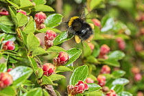 Early bumblebee (Bombus pratorum) feeding on Cotoneaster flowers (Cotoneaster sp.), Monmouthshire, Wales UK, May.