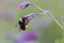 Early bumblebee (Bombus pratorum), feeding on Geranium flower, Monmouthshire, Wales, UK, May.