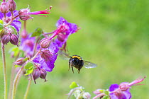 Buff tailed bumblebee (Bombus terrestris), flying to Geranium flower, Monmouthshire, Wales, UK. May.