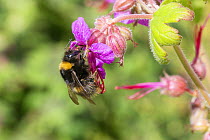 Early bumblebee (Bombus pratorum), feeding on hardy geranium flower (Geranium sp.) Monmouthshire, Wales, UK. May.