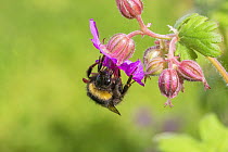 Early bumblebee (Bombus pratorum), feeding on hardy geranium flower (Geranium sp.) Monmouthshire, Wales, UK. May.