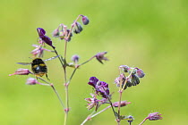 Early bumblebee (Bombus pratorum), flying to hardy geranium flower (Geranium sp.) Monmouthshire, Wales, UK. May.