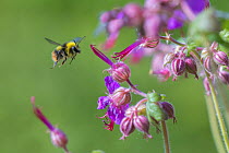 Early bumblebee (Bombus pratorum) male flying to hardy geranium flower (Geranium sp.) Monmouthshire, Wales, UK. May.
