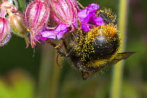 Early bumblebee (Bombus pratorum), feeding on Geranium flower   Monmouthshire, Wales, UK, May.