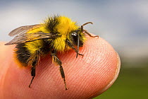 Early bumblebee (Bombus pratorum), newly emerged male with characteristic yellow collar and lack of stinger. Standing on human finger, Monmouthshire, Wales, UK. May.