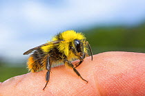 Early bumblebee (Bombus pratorum), newly emerged male with characteristic yellow collar and lack of stinger. Standing on human finger, Monmouthshire, Wales, UK. May.