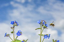 Early bumblebee (Bombus pratorum) flying to feed on Green alkanet (Pentaglottis sempervirens) Monmouthshire, Wales, UK. May.