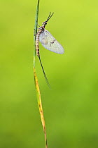 Mayfly (Ephemera danica) male, River Usk, Monmouthshire, Wales, UK, May.