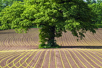 English oak tree (Quercus robur) in field of cultivated Maize (Zea mays) seedlings, Monmouthshire, Wales, UK, May.