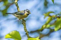 Blue tit (Cyanistes caeruleus) carrying insect prey to nest, Monmouthshire, Wales, UK. May.