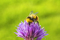 Early bumblebee (Bombus pratorum) male feeding on Chive (Allium schoenoprasum), Monmouthshire, Wales, May.