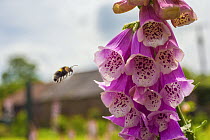 Garden bumblebee (Bombus hortorum) flying to Foxglove (Digitalis purpurea) Monmouthshire, Wales, UK. June.