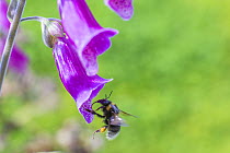 Garden bumblebee (Bombus hortorum) flying to feed on Foxglove (Digitalis purpurea) Monmouthshire, Wales, UK. June.