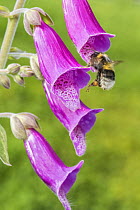 Garden bumblebee (Bombus hortorum) flying to feed on Foxglove (Digitalis purpurea) Monmouthshire, Wales, UK. June.