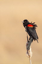 Red winged blackbird (Agelaius phoeniceus) male singing, Bozeman, Montana, USA. April.