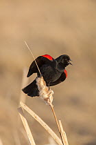 Red winged blackbird (Agelaius phoeniceus) male singing, Bozeman, Montana, USA. April.