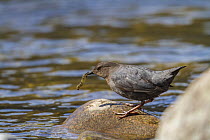 American dipper (Cinclus mexicanus) hunting insects in Madison river, Montana, USA. May.