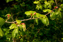 Small-leaved lime (Tilia cordata) new leaves, Herefordshire, England, UK, May.